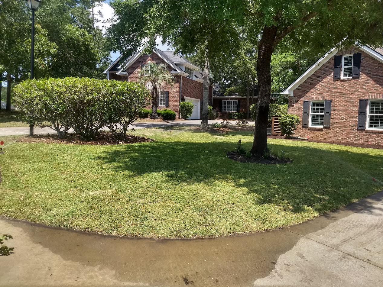 Established green lawn after sod installation in Longs