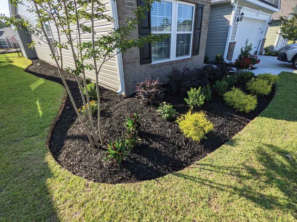 Black mulch bed around a crepe myrtle in Longs