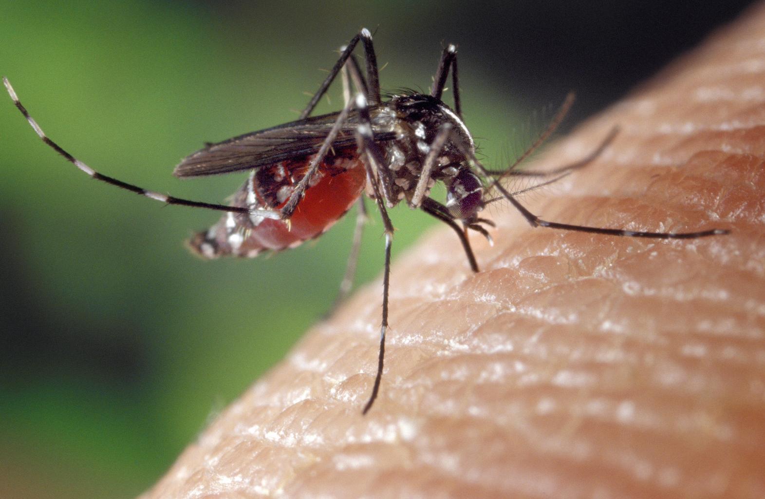 Mosquito biting at a Surfside Beach family rental, SC
