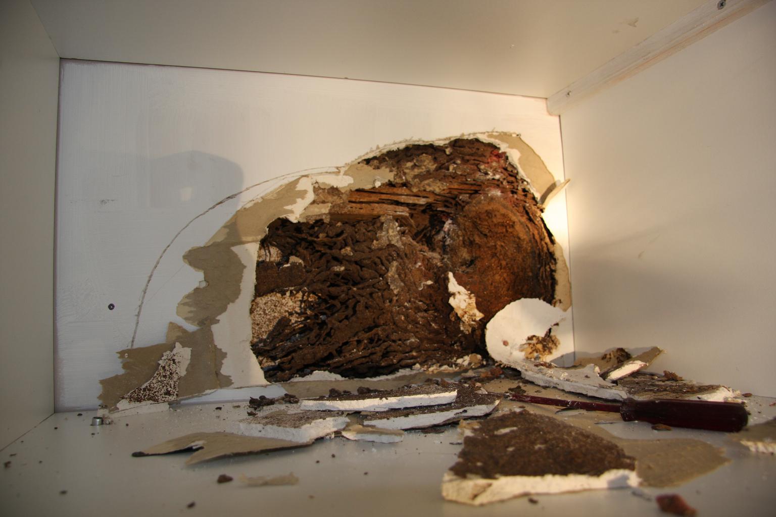 Termite damage to structural wood revealed behind a cabinet