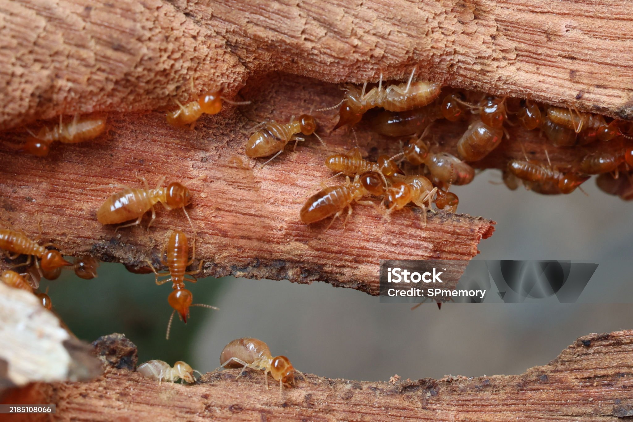 Live subterranean termites found during a Longs inspection