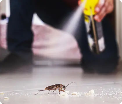 bug spray for roaches