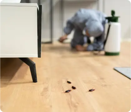 best roaches Control