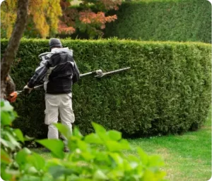 best lawn pest control 