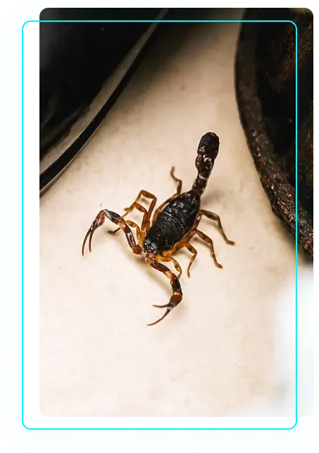 Scorpion pest control