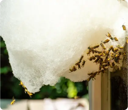 wasp control services