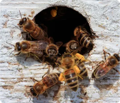 wasp control