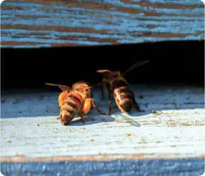 wasps control