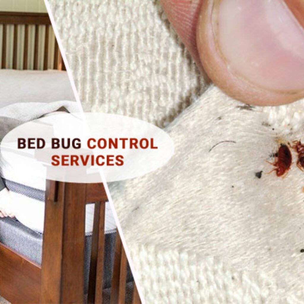 bed bug exterminators