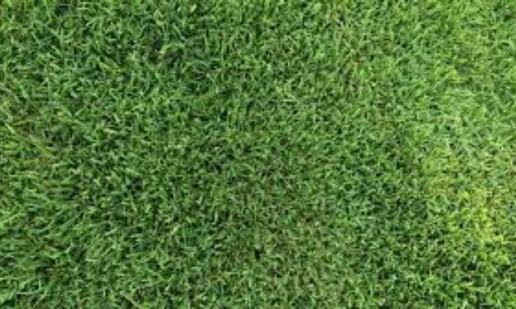 Best Brands for South Florida Lawns