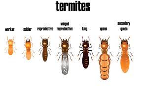 Best termite treatment