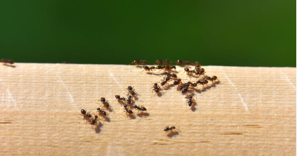 How to Control Ants Outside