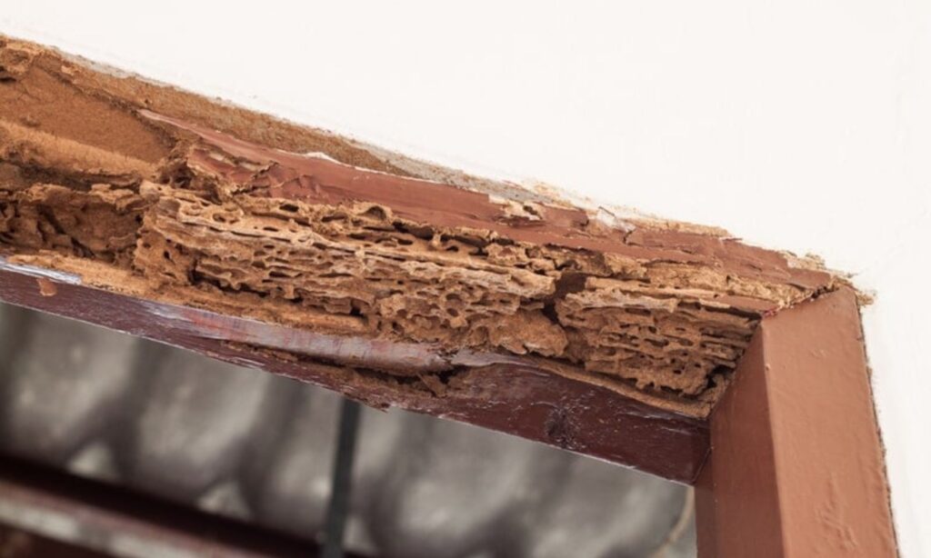 Protecting Your Home From Termites