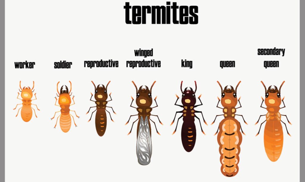 Types of Termites