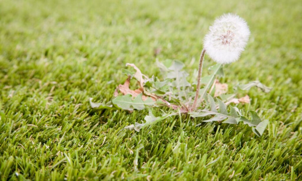 What Is the Best Weed Killer for South Florida