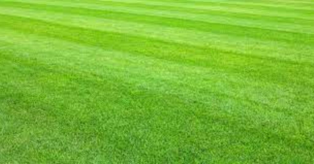 What is the cheapest lawn to maintain