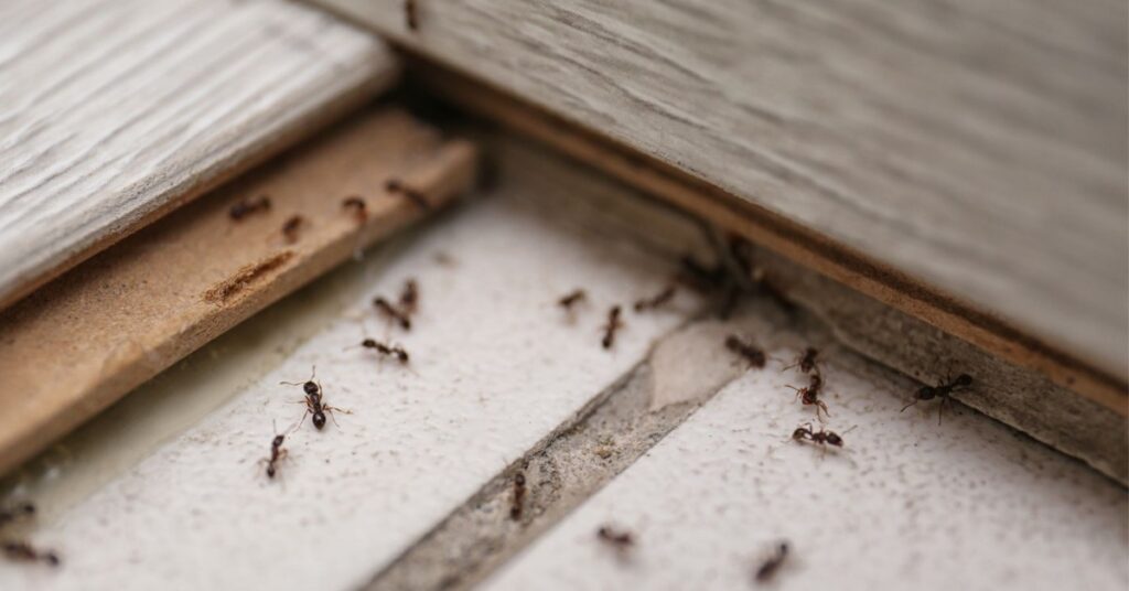 Why Choose Affordable Pest Control