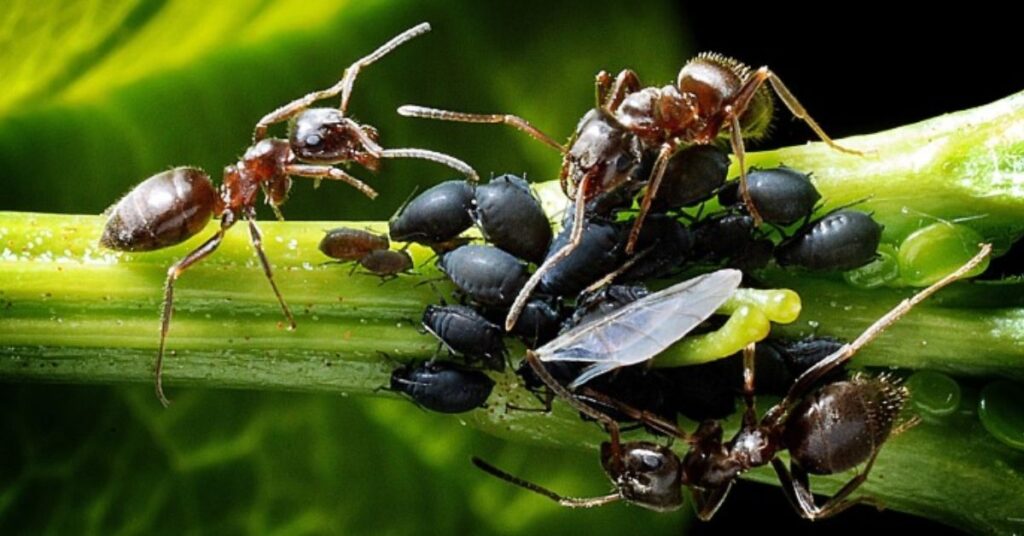 best outdoor ant control