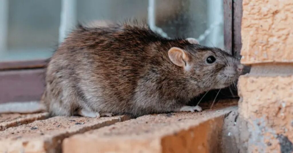 how much does rodent control cost