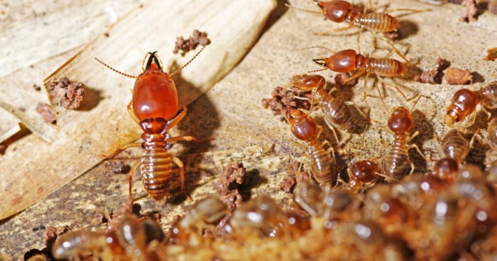 what do termites look like