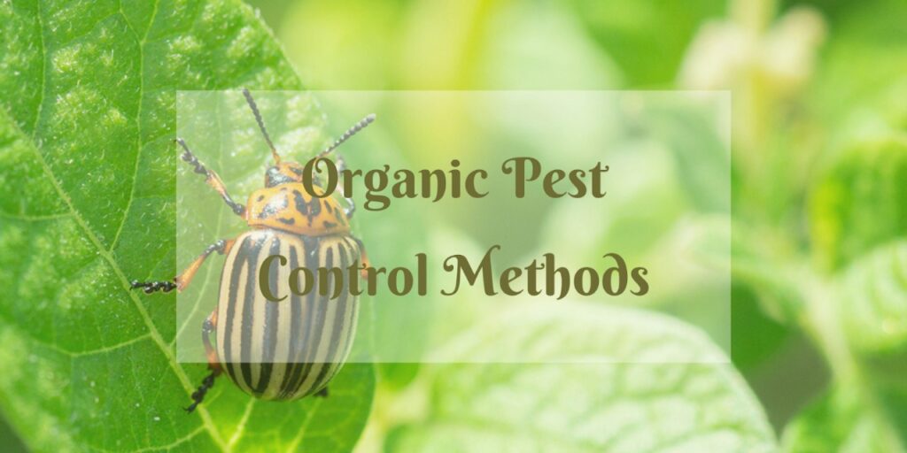 Pest Control Methods