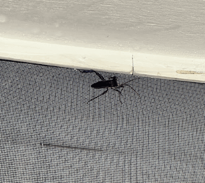 A black bug on a screen, illustrating a common pest problem that Neon Pest and Lawn can help manage effectively.