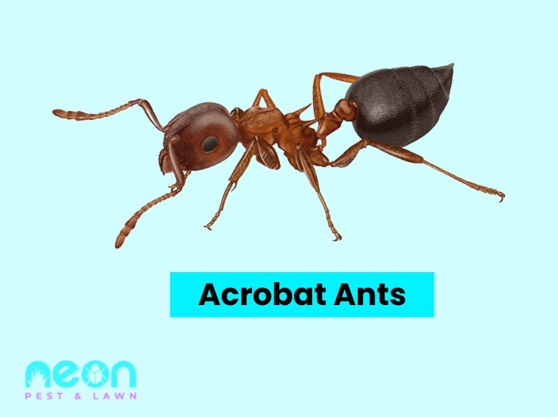 A Closer look of Acrobat Ants