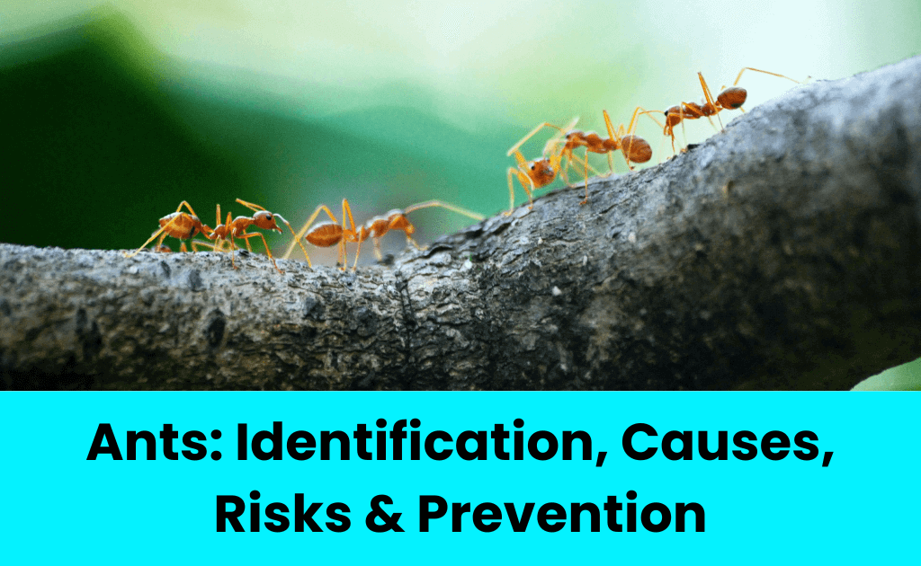 Ants Identification, Causes, Risks & Prevention