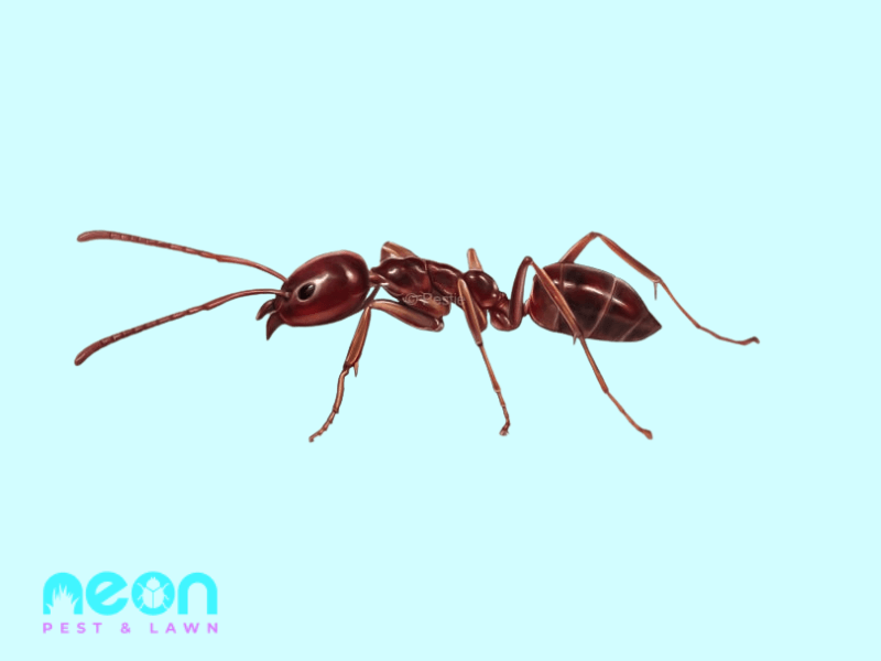 A Closer look of Argentine Ants- different Types of Ants