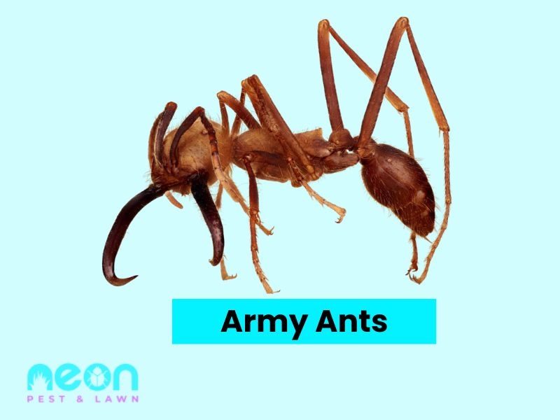 A Closer look of Army Ants