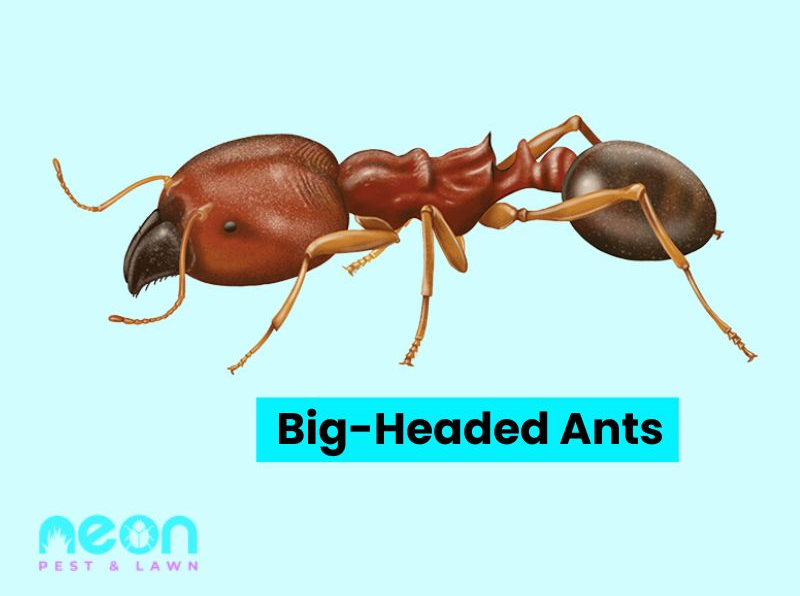 A Closer look of Big-Headed Ants- different types of ants
