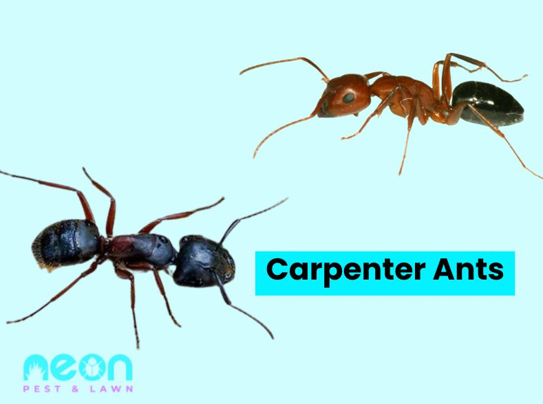 A Closer look of Carpenter Ants