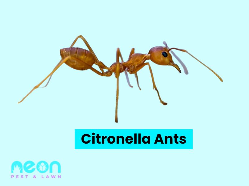 A Closer look of Citronella Ants