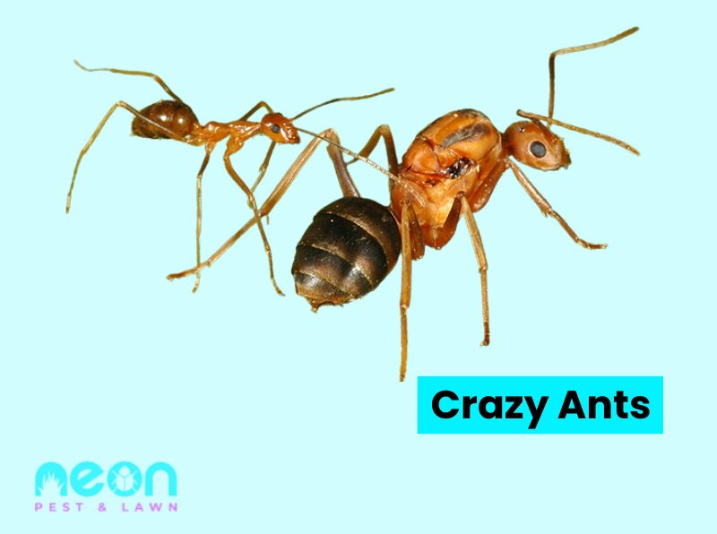 A Closer look of Crazy Ants