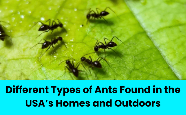 All Different Types of Ants Found in the USA’s Homes and Outdoors