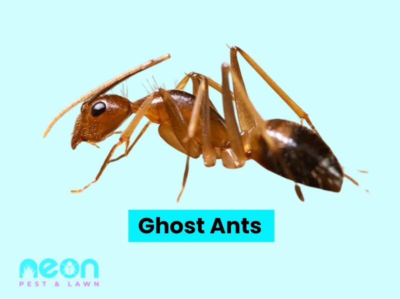 A Closer look of Ghost Ants