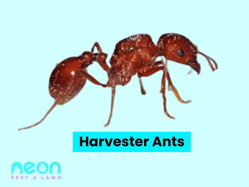 A Closer look of Harvester Ants