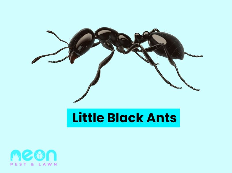 A Closer look of Little Black Ants