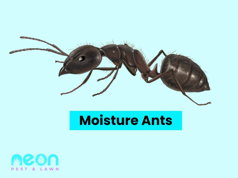 A Closer look of Moisture Ants