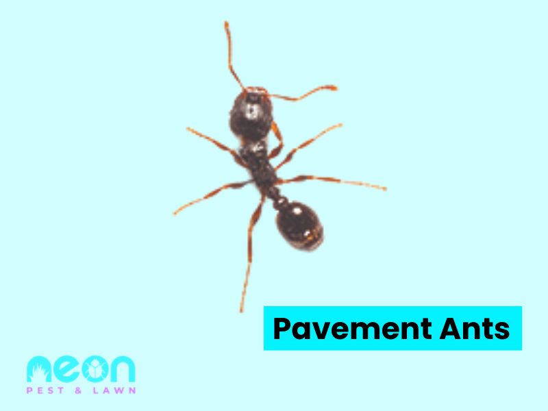 Pavement Ants