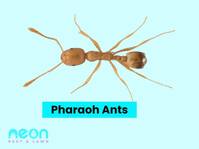 A Closer look of Pharaoh Ants