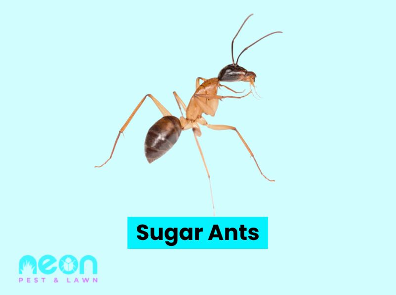 A Closer look of Sugar Ants