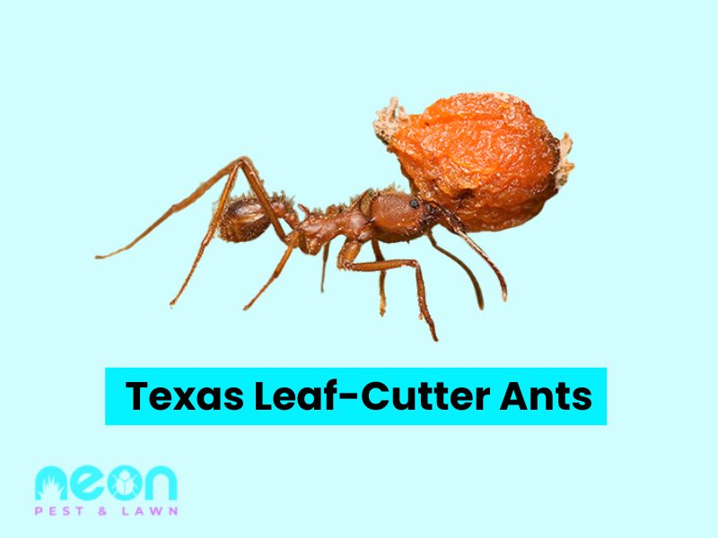 A Closer look of Texas Leaf-Cutter Ants