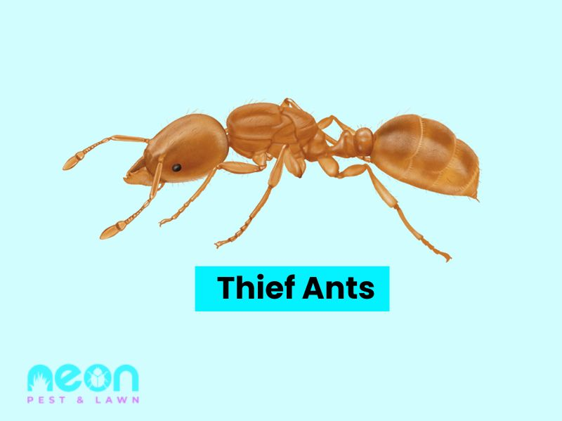 A Closer look of Thief Ants