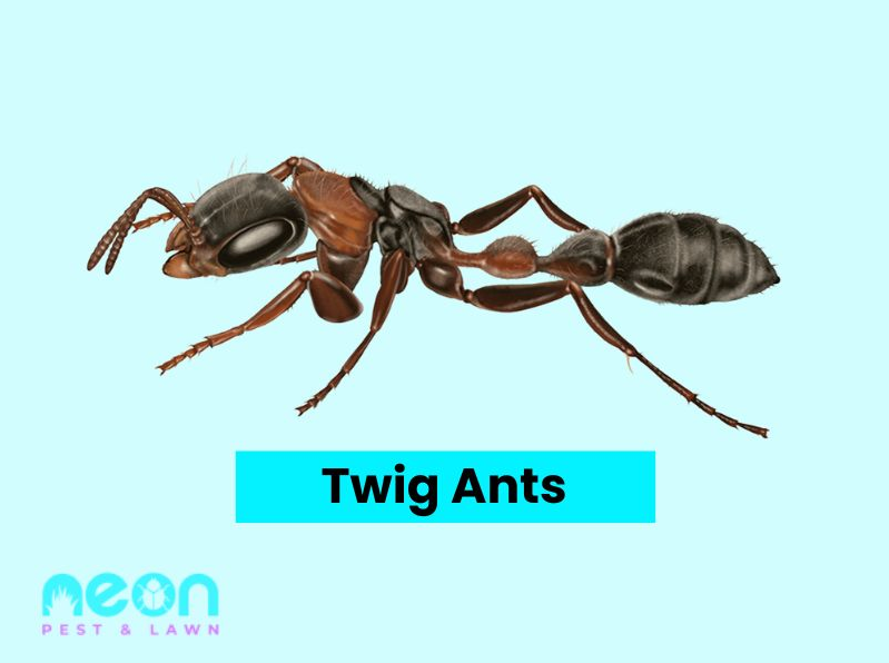 A Closer look of Texas Leaf-Cutter Ants